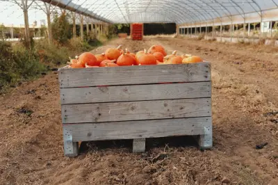Croissance revue à la baisse : l'impact de l'été, selon Lescure