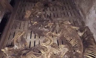 Côtes-d'Armor : enquête pour 700 cochons morts