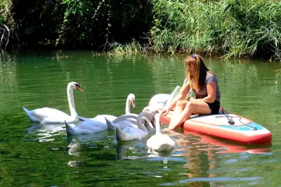 Cygnes de la Côte d'Azur : la communauté qui veille sur eux