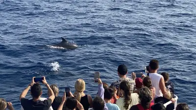 Dauphins en Méditerranée : les sorties du Catalina affichent un taux de réussite de 98%