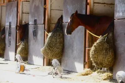 Débroussailler son jardin avec des chevaux près de Nice