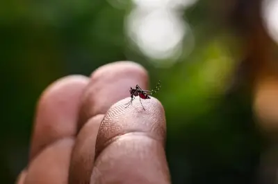 Dengue autochtone : premier cas détecté à Marseille en 2026