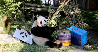 Dernier anniversaire pour les pandas de Beauval avant leur départ