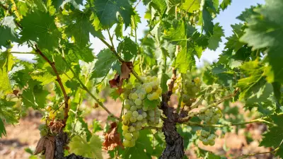 Deux saisonniers meurent en trois jours pendant les vendanges dans la Marne