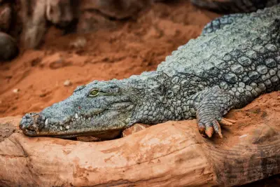 Dix bébés crocodiles du Nil éclosent dans la Drôme, un signe du réchauffement