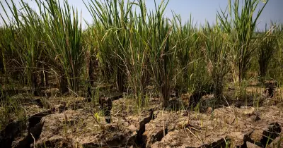 Double choc El Niño et guerre : le scénario d'hypersiège alimentaire