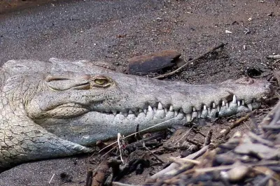 Drôme : naissance naturelle de dix crocodiles du Nil, une première en France