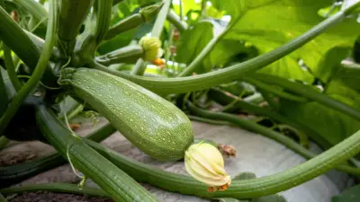 Eau de cuisson des légumes : l'astuce qui booste les courgettes