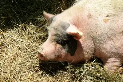 Enquête après la diffusion d'images de cadavres de porcs par L214