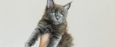 Erebus, chaton à 29 orteils, bat un record Guinness vieux de 2002