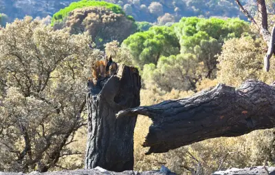 Espagne : un soldat meurt en luttant contre un incendie en Aragon