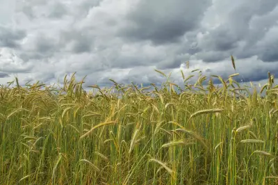 Essonne : les variétés anciennes de blé renaissent à Montaquoi