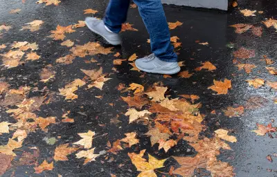Feuilles mortes à Paris : les arbres face à la sécheresse