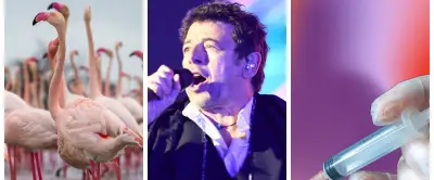Flamants roses record, Bruel persona non grata à Montpellier