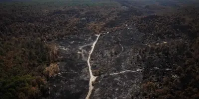 Fontainebleau : la forêt rouvre partiellement après l'incendie