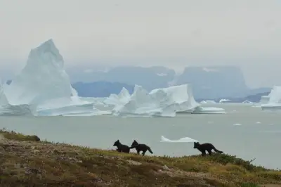 Forage illégal au Groenland : une compagnie proche de Trump