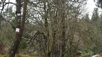 Forestiv’Aigoual : une journée pour redécouvrir la forêt labellisée
