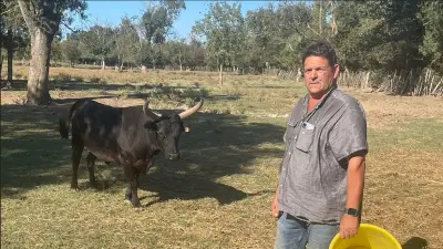Fête votive de Mauguio 2026 : neuf jours de traditions camarguaises