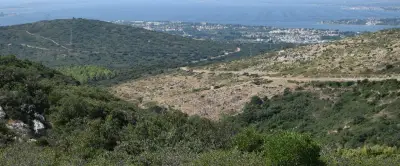 Gardiole : deux ans après, la forêt se régénère seule