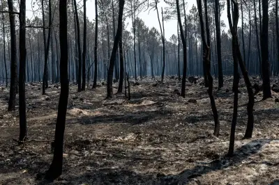 Gironde en vigilance rouge : risque de feux de forêt persistant