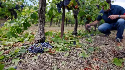 Grêle dans le Gard : les vignerons se mobilisent pour sauver la récolte