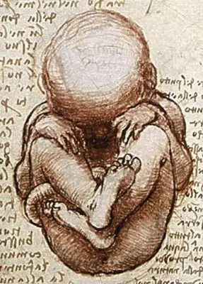 Homosexualité : l'hypothèse immunitaire maternelle expliquée