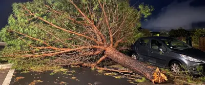 Hérault : 250 arbres impactés, parc Sophie Desmarets fermé