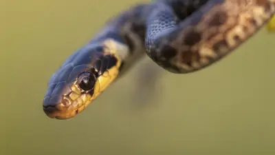 Ibiza submergée par une invasion de serpents incontrôlable