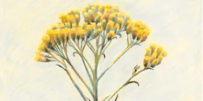 Immortelle et ciste : les plantes qui sentent bon l'été