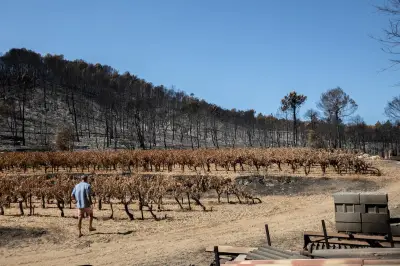 Incendie à Correns : les vignes touchées, vendanges sous tension