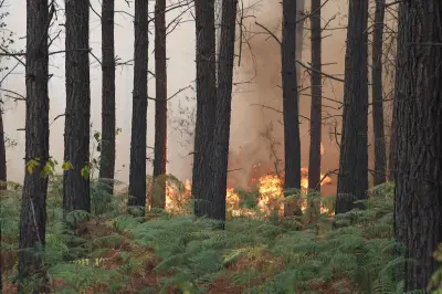 Incendie dans les Landes : 600 hectares brûlés, 500 évacués