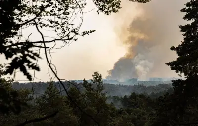 Incendies de Fontainebleau : le massif considéré comme éteint