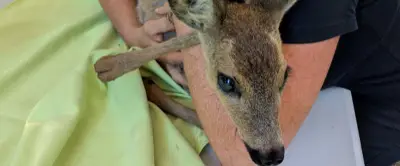 Incendies en Gironde : des bénévoles de Montpellier sauvent des animaux