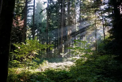 Incendies : la France doit adapter ses forêts au climat