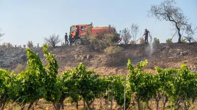 Incendies : la fumée altère le goût du vin, faut-il vendanger ?