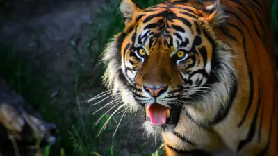 Inde : un agriculteur tué par un tigre dans son champ