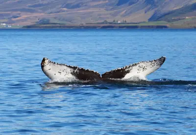 Islande expulse 21 militants antichasse à la baleine