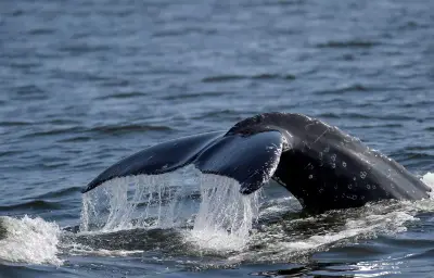 Islande : expulsion demandée pour les militants anti-chasse à la baleine
