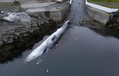 Islande : expulsion des 21 militants anti-chasse à la baleine