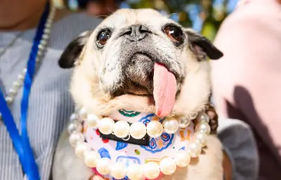 Jinny Lu, carlin de 6 ans, sacrée chien le plus laid du monde