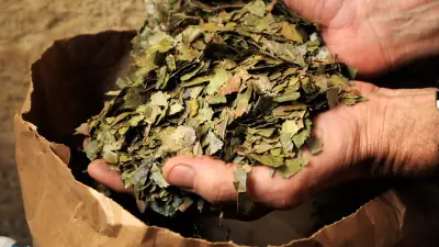Journée des plantes aromatiques : 5e édition à Allègre-les-Fumades
