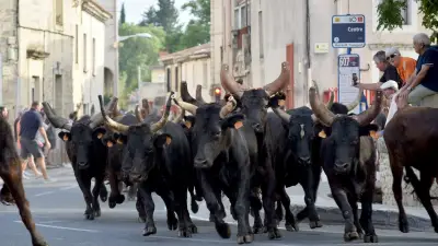 Journée des traditions : hommage au patrimoine camarguais