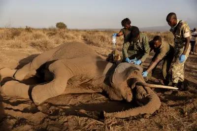 Kenya : 20 éléphants morts d'un mal inexpliqué, piste du cyanobactéries