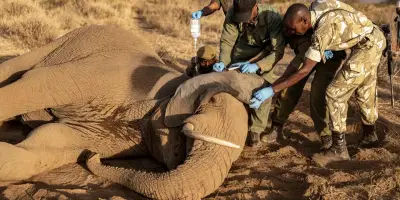 Kenya : des éléphants meurent de mystérieux empoisonnements