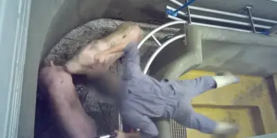 L214 porte plainte contre l'abattoir de Perpignan