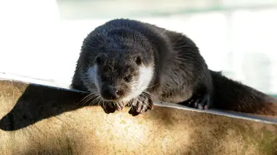 La loutre d’Europe a reconquis la Cèze après des décennies d’absence