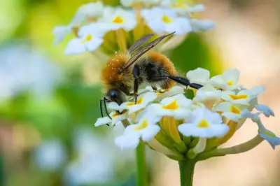 Les drôles de convives du buffet des fleurs dans les jardins Mentonnais
