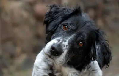 Lettre du chien 2026 : la règle du B pour nommer son animal
