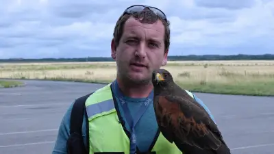 À Lille, un fauconnier protège les avions des oiseaux