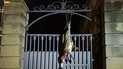 Lozère : brebis mortes pendues à la préfecture par des agriculteurs